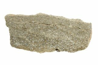 Polished Dinosaur Bone (Gembone) Slab - Morocco #271416