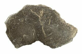 Polished Dinosaur Bone (Gembone) Slab - Morocco #271425