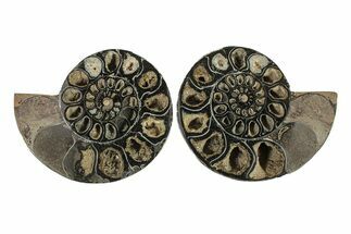 Cut/Polished Ammonite (Phylloceras?) Pair - Unusual Black Color #263677