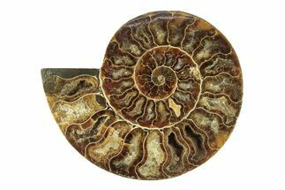 Cut & Polished Ammonite Fossil (Half) - Madagascar #270336