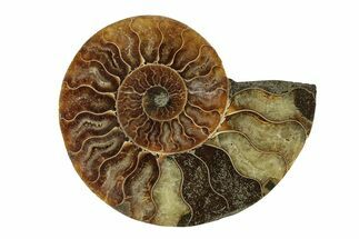 Cut & Polished Ammonite Fossil (Half) - Madagascar #270350