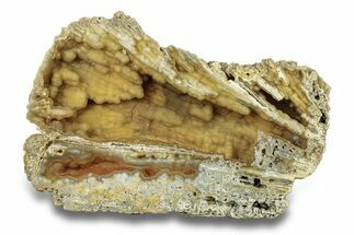 Agatized Fossil Coral Geode - Florida #271636