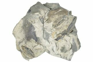 Plate of Ordovician Graptolite (Phyllograptus) Fossils - Utah #271721