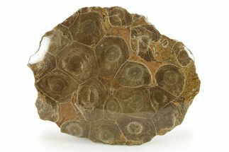 Polished Fossil Coral (Actinocyathus) Head - Morocco #271853