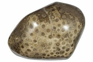 Large, Polished Petoskey Stone (Fossil Coral) - Michigan #271885