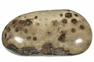 Large, Polished Petoskey Stone (Fossil Coral) - Michigan #271887