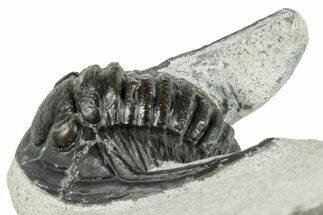 Detailed Diademaproetus Trilobite Fossil - Morocco #271904