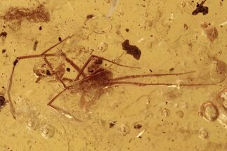 Fossil Spider (Araneae) and Enhydro in Baltic Amber #272114