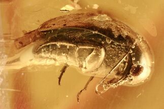 Fossil Tumbling Flower Beetle & Winged Aphid Nymph in Baltic Amber #272197