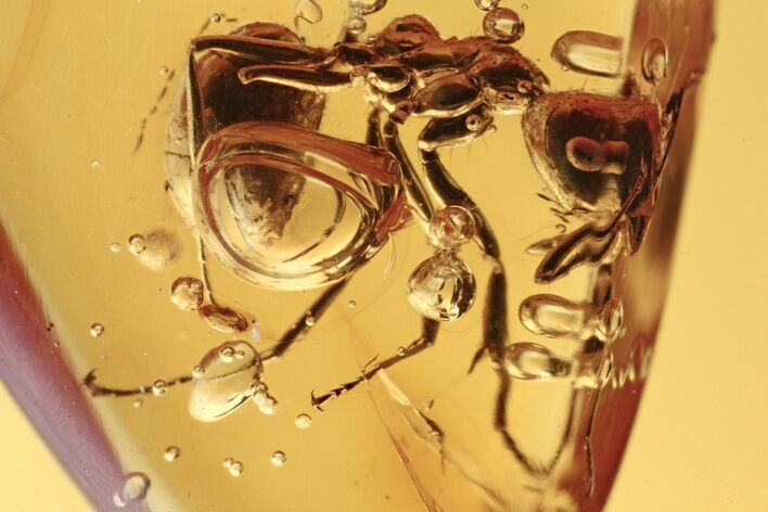 Detailed Fossil Ant (Dolichoderinae) In Baltic Amber (#272227) For Sale ...