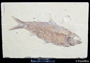 Large Inch Knightia Fossil Fish - Great Detail #2552