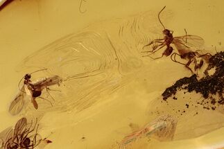 Four Fossil Winged Ants (Formicidae) In Baltic Amber #272146