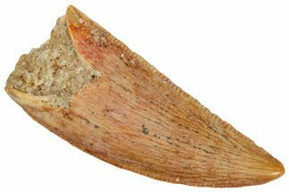 Serrated, Raptor Tooth - Real Dinosaur Tooth #269137