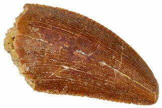 Serrated, Raptor Tooth - Real Dinosaur Tooth #269378