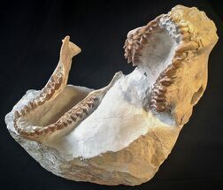 Very Aesthetic Presented Oreodont (Merycoidodon) Skull #15723