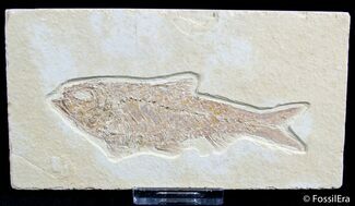 Inch Knightia Fish Fossil From Wyoming #2557