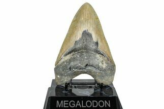 Serrated, Fossil Megalodon Tooth - North Carolina #272386