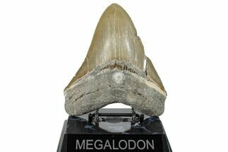 Serrated, Fossil Megalodon Tooth - North Carolina #272396