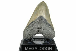 Serrated, Fossil Megalodon Tooth - North Carolina #272397