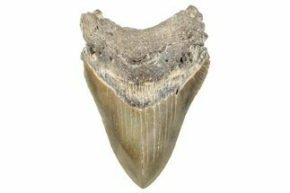 Serrated, Fossil Megalodon Tooth - North Carolina #272406