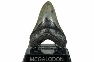 Fossil Megalodon Tooth - South Carolina #272472