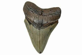 Serrated, Fossil Megalodon Tooth - North Carolina #272501