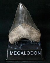 Sharp, Jet Black Megalodon Tooth - Sunbury, Georgia #15711