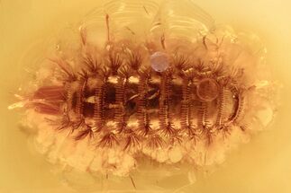 Detailed Fossil Soft Millipede (Polyxenidae) in Baltic Amber #272630