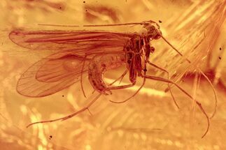 Detailed Fossil Caddisfly (Trichoptera) In Baltic Amber #272631