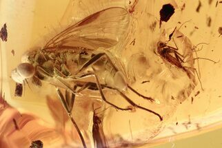 Detailed Fossil Snipe Fly (Rhagionidae) & Gnats In Baltic Amber #272661