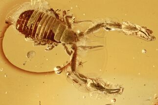 Fantastic Fossil Pseudoscorpion (Cheliferidae) In Baltic Amber #272668