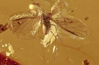 Detailed Fossil Winged Aphid (Drepanosiphidae) In Baltic Amber #272681