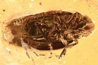 Detailed Fossil Froghopper (Cercopoidea) In Baltic Amber #272692