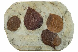 Plate with Five Fossil Leaves (Three Species) - Montana #270973