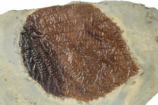 Fossil Leaf (Beringiaphyllum) - Montana #270999