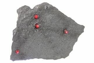 Plate of Four Red Embers Garnets in Graphite - Massachusetts #272713
