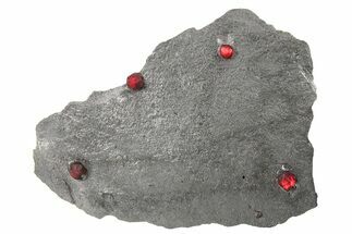 Plate of Four Red Embers Garnets in Graphite - Massachusetts #272718