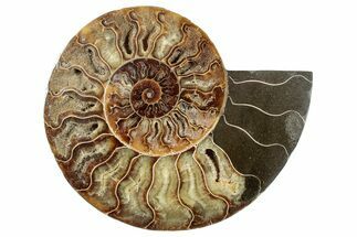 Madagascar Ammonite Fossils For Sale - FossilEra.com