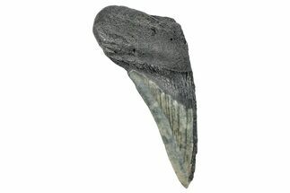 Partial Megalodon Tooth - South Carolina #272563