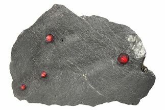 Plate of Four Red Embers Garnets in Graphite - Massachusetts #272751