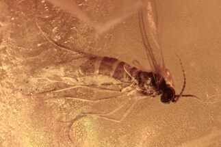 Unusual Fossil Fungus Gnat (Sciaridae) In Baltic Amber #273199