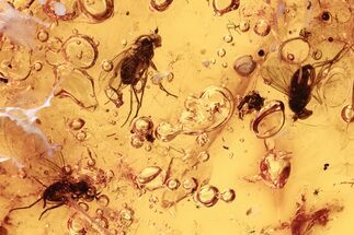 Detailed Fossil Flies (Dolichopodidae) In Baltic Amber #273202