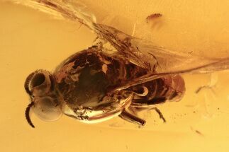 Detailed Fossil Black Fly (Simuliidae) In Baltic Amber - Great Eyes! #273304