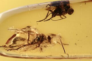 Detailed Fossil Fly and Ichneumon Wasp in Baltic Amber #273372