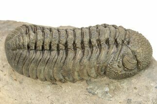 Bumpy Phacopid (Morocops) Trilobite - Beautiful Shell Color #273418