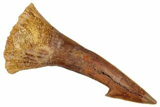 Fossil Sawfish (Onchopristis) Rostral Barb - Morocco #273338