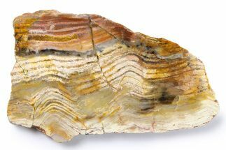 Polished Strelley Pool Stromatolite Slab - Billion Years Old #273562