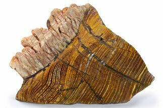 Polished Strelley Pool Stromatolite Slab - Billion Years Old #273564