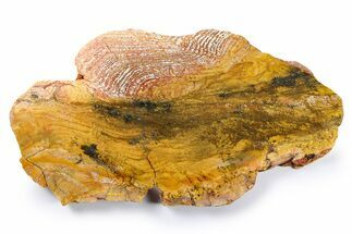 Polished Strelley Pool Stromatolite Slab - Billion Years Old #273566