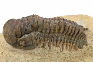 Crotalocephalina Trilobite - Lghaft, Morocco #273060